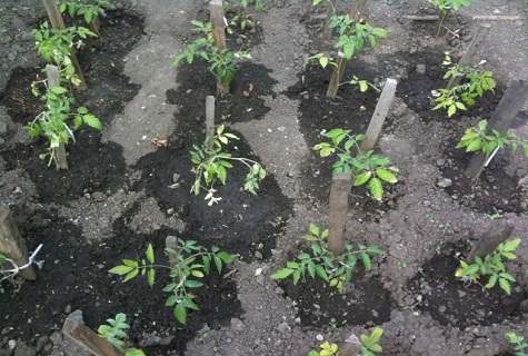 seedlings in the country