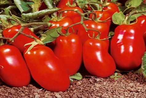 tomaatit kivillä