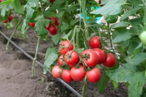 Egenskaper och beskrivning av tomatsorten Present till en kvinna