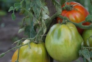 Itin ankstyvosios „Raja“ pomidorų veislės aprašymas ir savybės