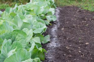 How to feed cabbage and treat pests with ash
