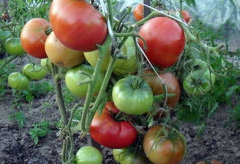 tomat lyserøde kinder i det åbne felt