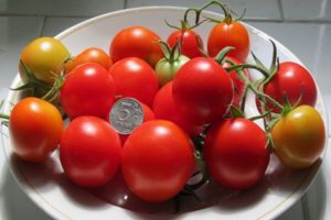 Charakteristika a opis skorej odrody paradajok Schelkovsky