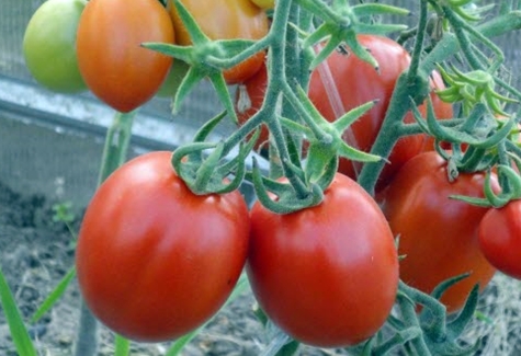 tomato marusia in the open field