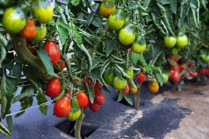 Kuvaus päärynänmuotoisia tomaattilajikkeita avointa maata varten