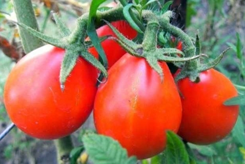 paradajka kríky červená hruška