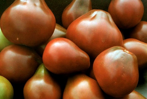 la aparición del tomate pera negra