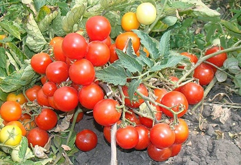 tomatmormors stolthet i trädgården