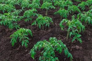 Poľnohospodárske pravidlá pestovania paradajok na otvorenom poli a v skleníku