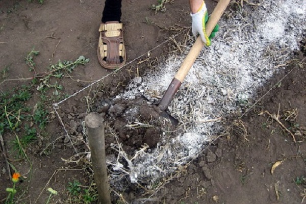 gräva med en spade