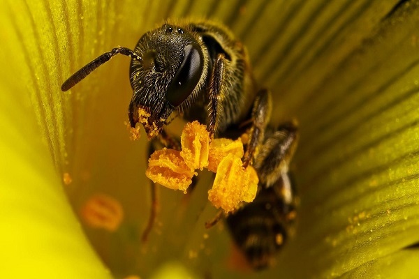 beine pollinerar