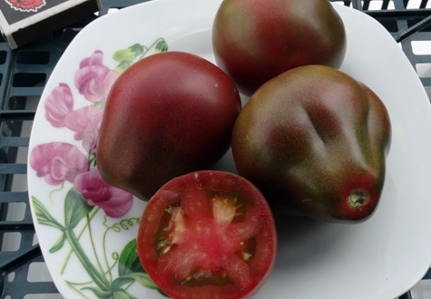 paradajková odroda Džbán na víno