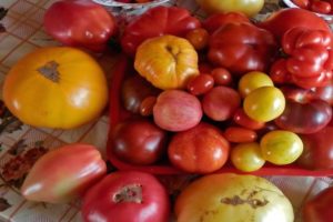 Et udvalg af de bedste tomatsorter i den nordvestlige region