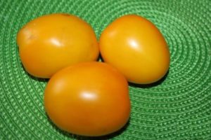 Description and characteristics of the tomato variety Golden Eggs