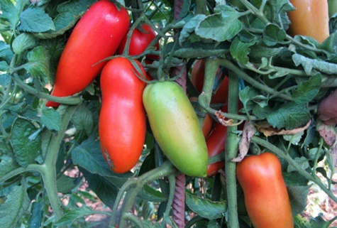 tomat Scarlet mustang i trädgården