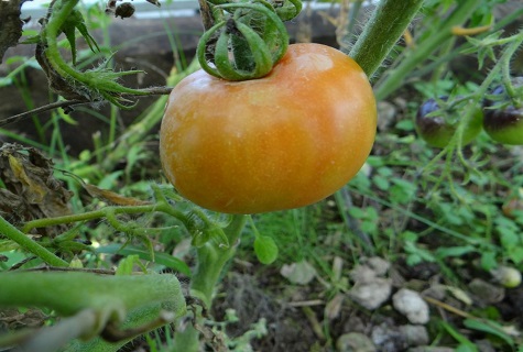 geltonas pomidoras
