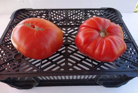due pomodori su una scatola
