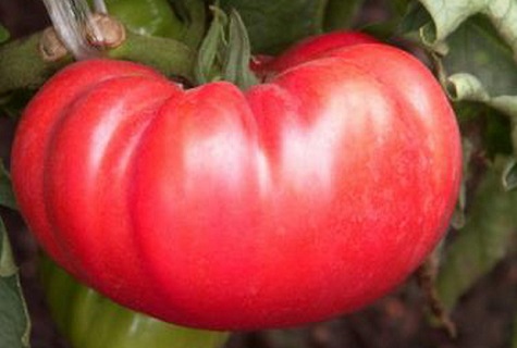 grote tomaat