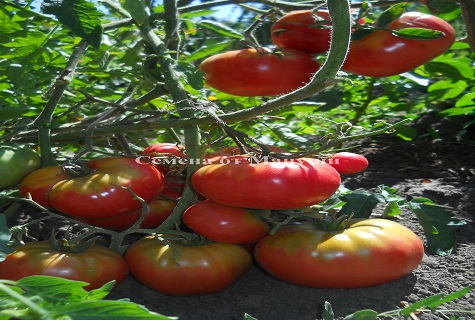 tomato on the ground