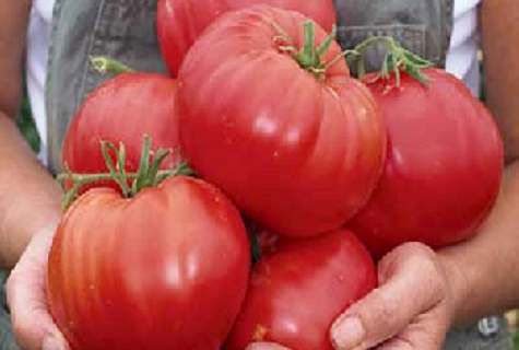 in the hands of tomatoes