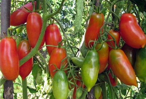 tomatbuskar Scarlet mustang