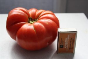 Produktivita a opis odrody paradajok Angela Gigant