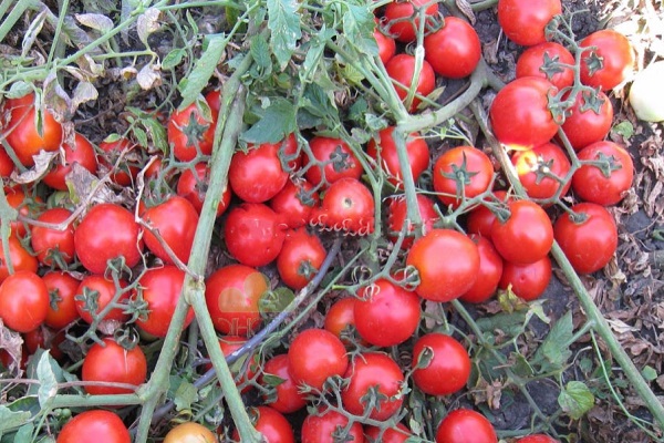 paradajkové lži