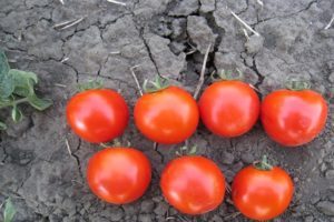 Description and characteristics of the Aswon tomato variety