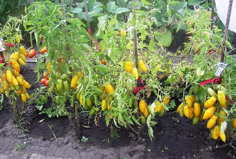 Reihe von Tomaten
