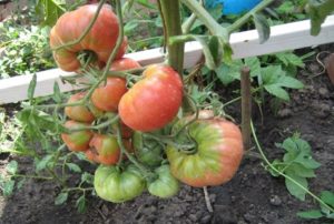 Características y descripción de las variedades de tomate sin dimensiones