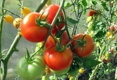 tomatrosa gel i växthuset