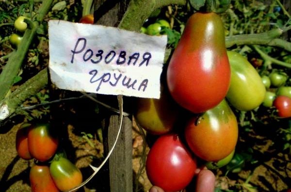 utseende av tomat Päronrosa