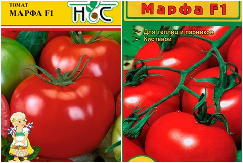 rajčatová semínka Martha F1
