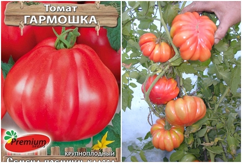paradajkové semienka Akordeón