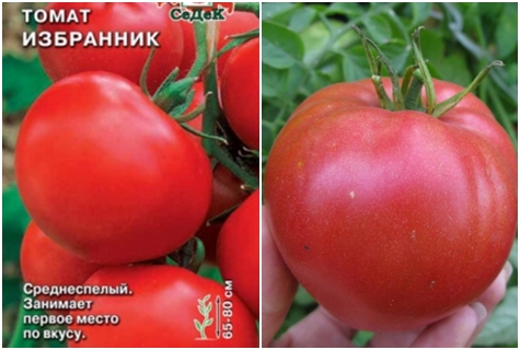 tomatenras gekozen