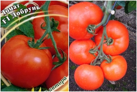 pomidorų sėklos Dobrun