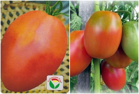 pomidorų sėklos Altayechka