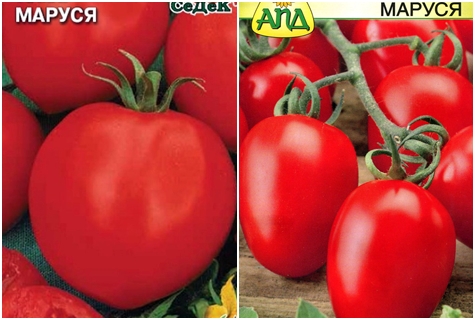 paradajkové semená marusya