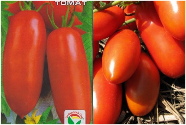 Tomatensamen Tomaten-Supermodel