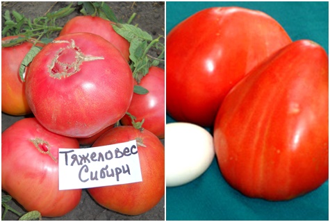 rajčata těžká váha sibiře na stole