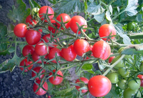 Arbustos de tomate travieso