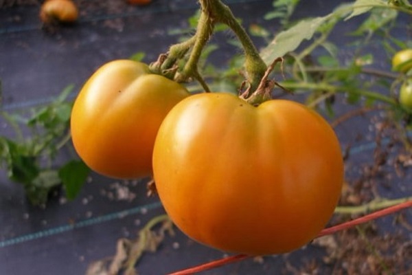 Balti pomidorai