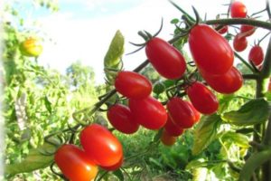 Egenskaper och beskrivning av variationen av tomat Cherry Blosem F1