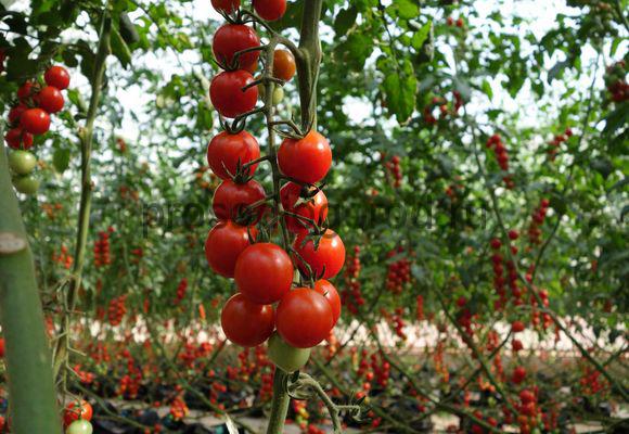 vyšninis pomidoras atvirame lauke