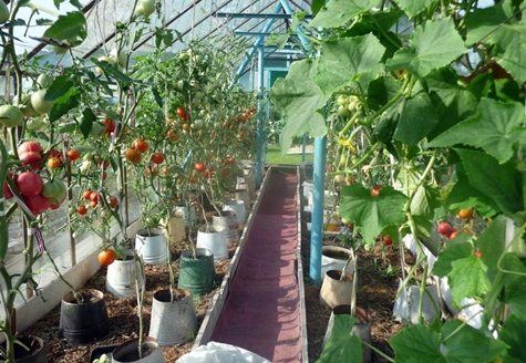 tomaten in emmers in een kas