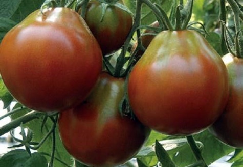 Tomatenbüsche schwarze Birne
