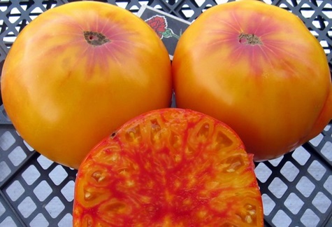 Virdžinijos saldainių pomidorų išvaizda