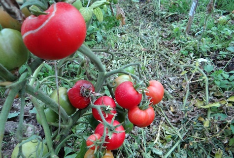 Seta de tomate molido en el jardín.