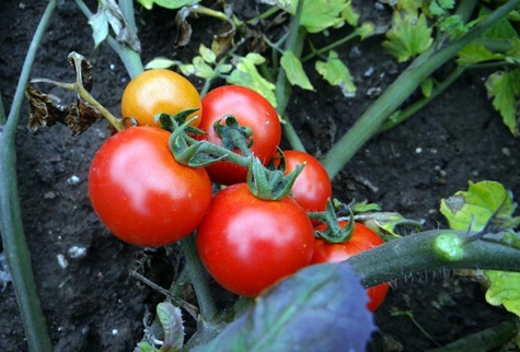 aparición de tomate en el extremo norte