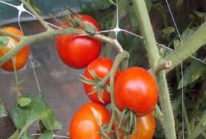 Kenmerken en beschrijving van het tomatenras Dvortsovy, opbrengst